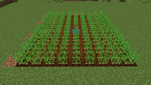 ジャガイモ畑（収穫可）